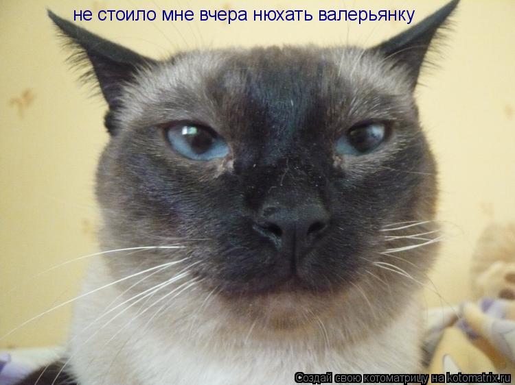 Котоматрица: не стоило мне вчера нюхать валерьянку