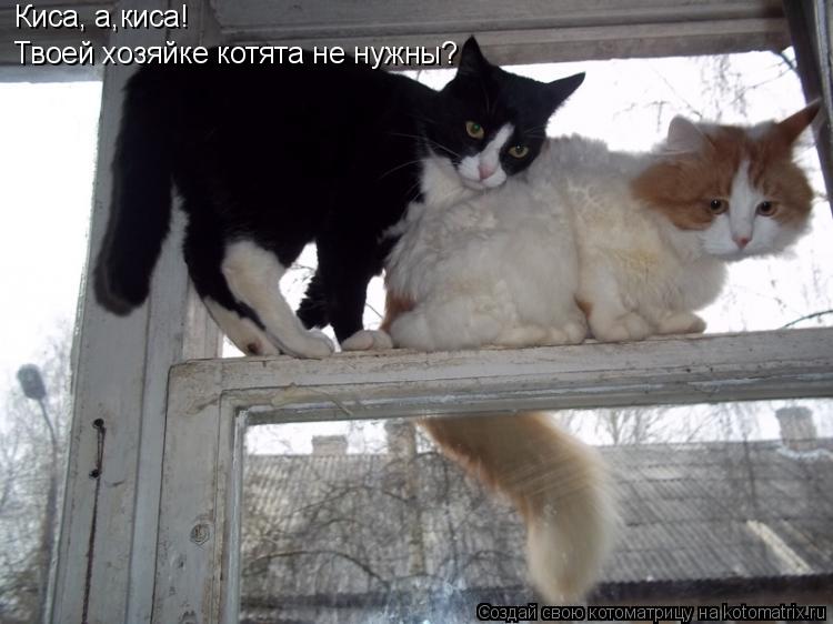 Котоматрица: Твоей хозяйке котята не нужны? Киса, а,киса!