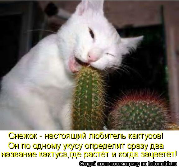 Котоматрица: Он по одному укусу определит сразу два Снежок - настоящий любитель кактусов! название кактуса,где растёт и когда зацветёт!