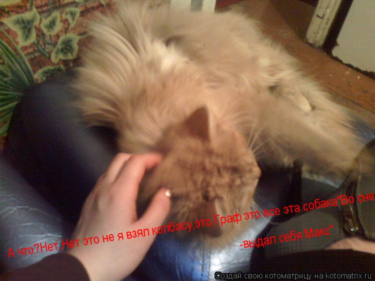Котоматрица: А что?Нет,Нет это не я взял колбасу,это Граф это все эта собака"Во сне выдал себя Макс" -выдал себя Макс"