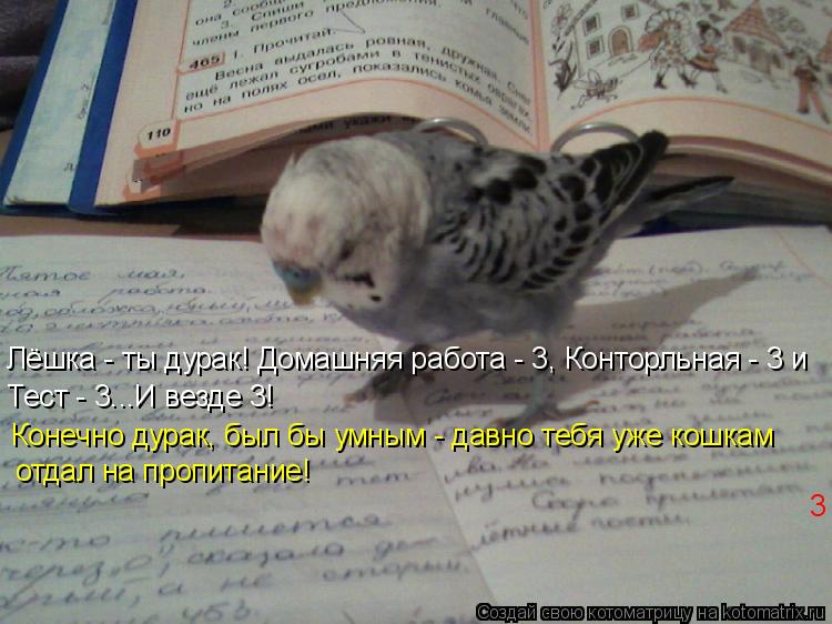 Котоматрица: Лёшка - ты дурак! Домашняя работа - 3, Конторльная - 3 и Тест - 3...И везде 3!  Конечно дурак, был бы умным - давно тебя уже кошкам  отдал на пропитан