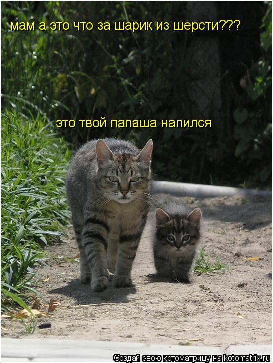 Котоматрица: мам а это что за шарик из шерсти???  это твой папаша напился