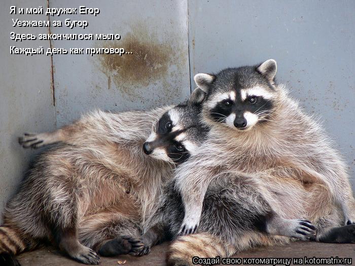 Котоматрица: Я и мой дружок Егор Уезжаем за бугор Здесь закончилося мыло Каждый день как приговор...
