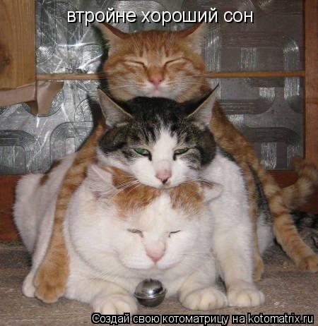 Котоматрица: втройне хороший сон