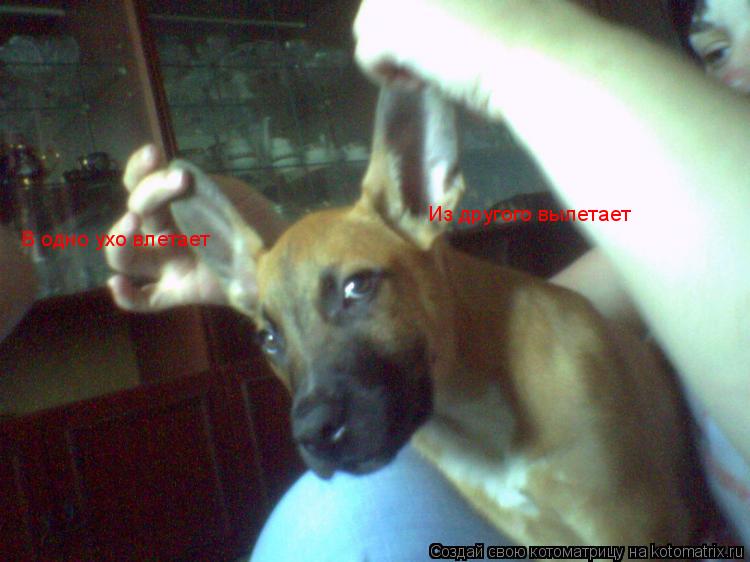 Котоматрица: Из другого вылетает В одно ухо влетает