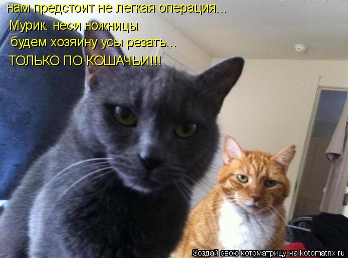 Котоматрица: нам предстоит не легкая операция... Мурик, неси ножницы  будем хозяину усы резать... ТОЛЬКО ПО КОШАЧЬИ!!!