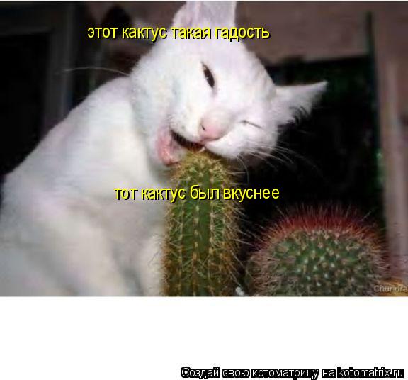 Котоматрица: этот кактус такая гадость тот кактус был вкуснее