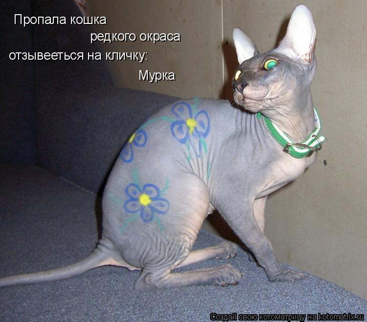 Котоматрица: Пропала кошка  редкого окраса отзывееться на кличку: Мурка