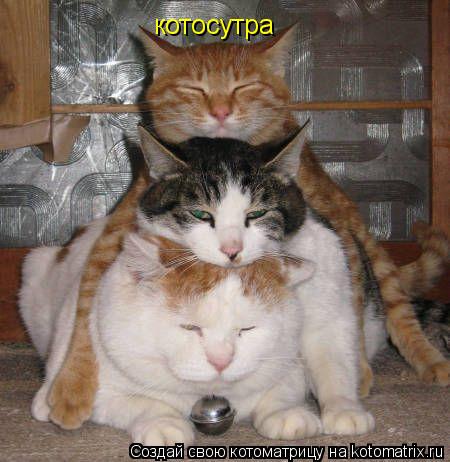 Котоматрица: котосутра