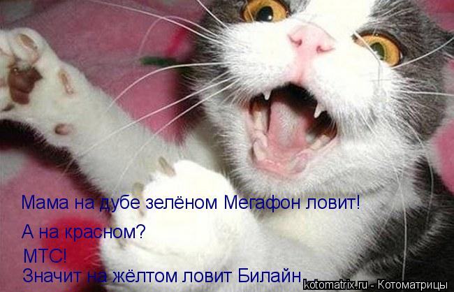Котоматрица: Мама на дубе зелёном Мегафон ловит! А на красном? МТС! Значит на жёлтом ловит Билайн...