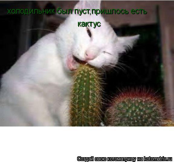 Котоматрица: холодильник был пуст,пришлось есть кактус