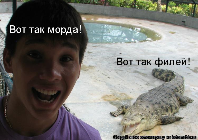 Котоматрица: Вот так морда! Вот так филей!