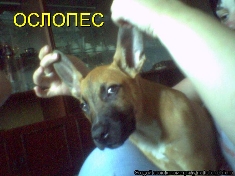 Котоматрица: ОСЛОПЕС