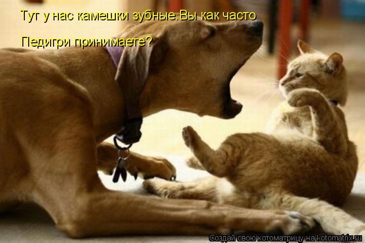 Котоматрица: Тут у нас камешки зубные.Вы как часто Педигри принимаете?