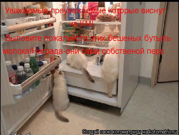 Котоматрица: Уважаемые-преуважаемые которые виснут  на КМ! Выловите пожалуйста этих бешеных бутыль молока!Награда-они сами собственой перс.
