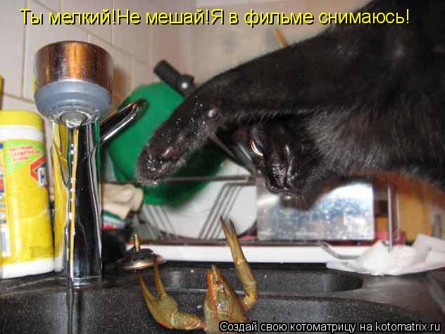Котоматрица: Ты мелкий!Не мешай!Я в фильме снимаюсь!