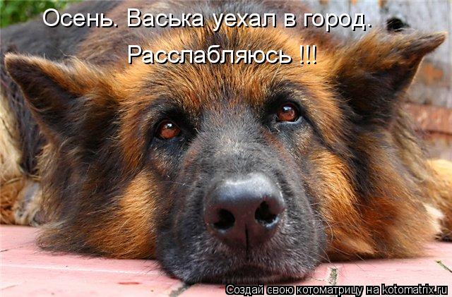 Котоматрица: Осень. Васька уехал в город.  Расслабляюсь !!!