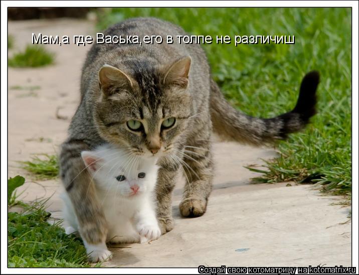 Котоматрица: Мам,а где Васька,его в толпе не различиш