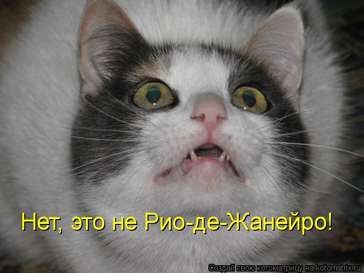 Нет, это не Рио-де-Жанейро!... Котоматрица: Нет, это не Рио-де-Жанейро!