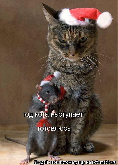 год кота наступает готовлюсь... Котоматрица: год кота наступает готовлюсь