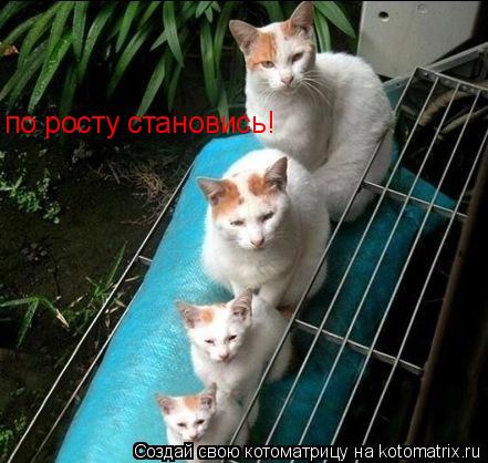 по росту становись!... Котоматрица: по росту становись!