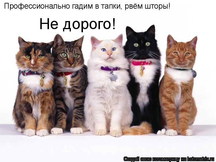 Профессионально гадим в тапки, рвём шторы! Не дорого!... Котоматрица: Профессионально гадим в тапки, рвём шторы! Не дорого!