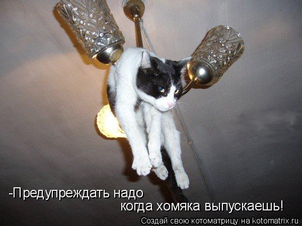 Котоматрица: -Предупреждать надо когда хомяка выпускаешь!