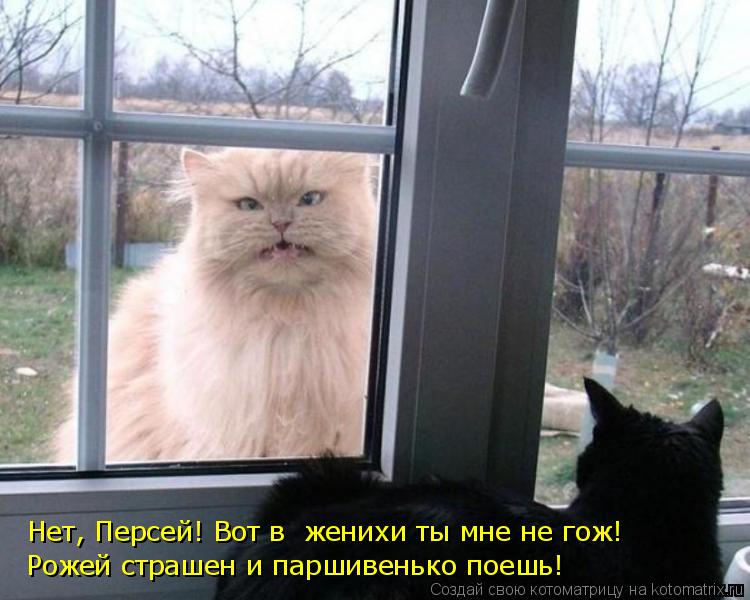 Нет, Персей! Вот в женихи ты мне не гож! Рожей страшен и паршивенько поешь!... Котоматрица: Нет, Персей! Вот в женихи ты мне не гож! Рожей страшен и паршивенько поешь!