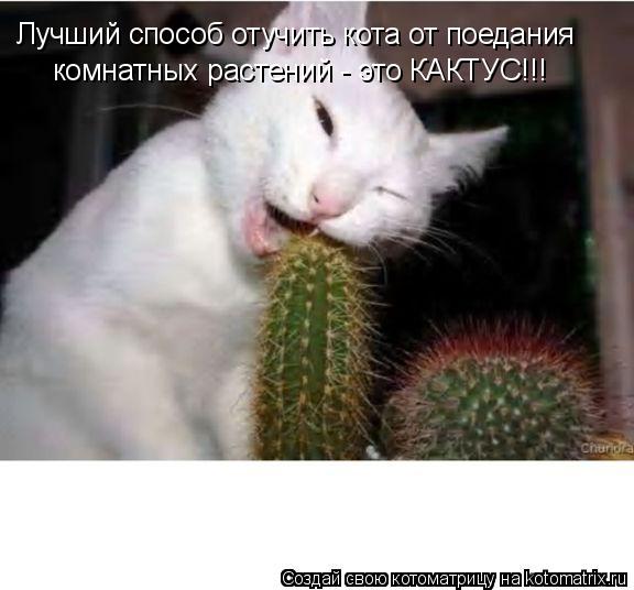 Лучший способ отучить кота от поедания комнатных растений - это КАКТУС!!!... Котоматрица: Лучший способ отучить кота от поедания комнатных растений - это КАКТУС!!!