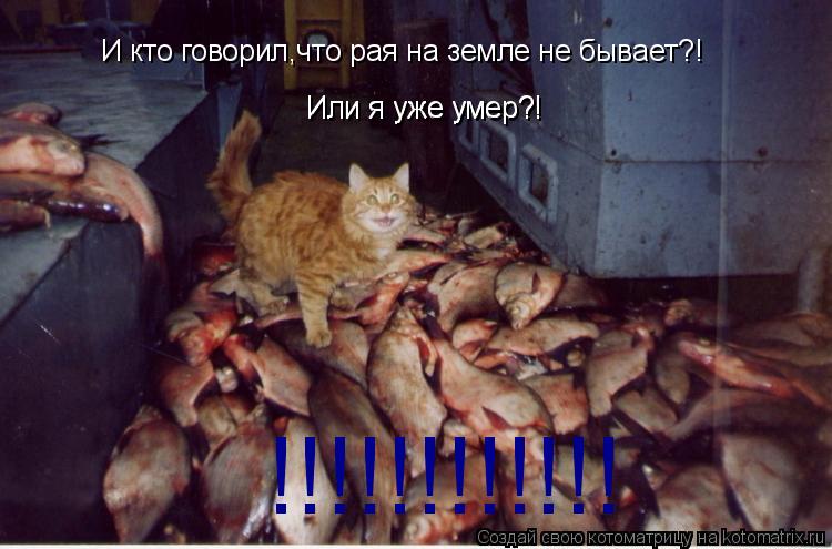 Котоматрица: И кто говорил,что рая на земле не бывает?! Или я уже умер?! Или я уже умер?! !!!!!!!!!!!!