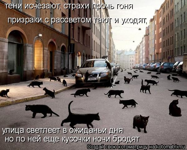Котоматрица: призраки с рассветом тают и уходят, тени исчезают, страхи прочь гоня улица светлеет в ожиданьи дня но по ней еще кусочки ночи бродят