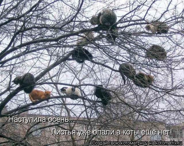 Котоматрица: Наступила осень... Листья уже опали,а коты ещё нет!