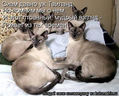 Котоматрица: Сиам давно уж Таиланд, И этот странный, мудрый взгляд - Привет из тех времен... Но помним мы о нем,