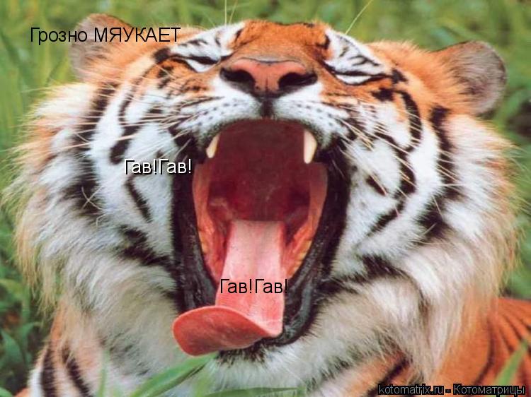 Котоматрица: Гав!Гав! Гав!Гав! Грозно МЯУКАЕТ