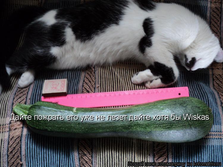 Котоматрица: Дайте пожрать ето уже не лезет дайте хотя бы Wiskas