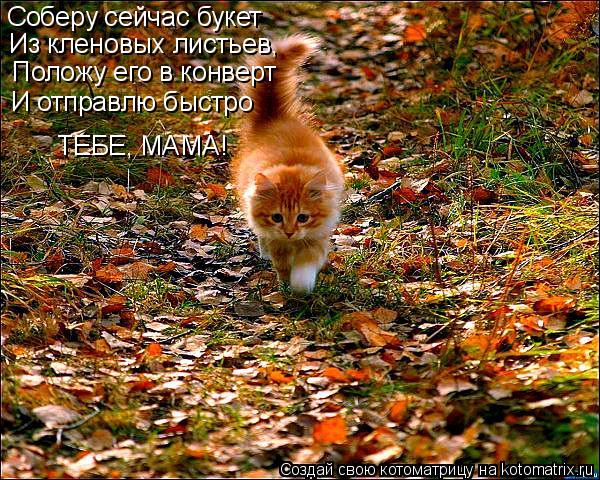 Котоматрица: Соберу сейчас букет Из кленовых листьев, Положу его в конверт И отправлю быстро ТЕБЕ, МАМА!