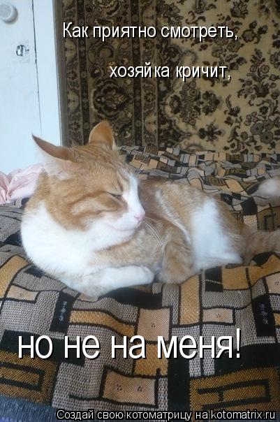 Котоматрица: Как приятно смотреть, хозяйка кричит, но не на меня!