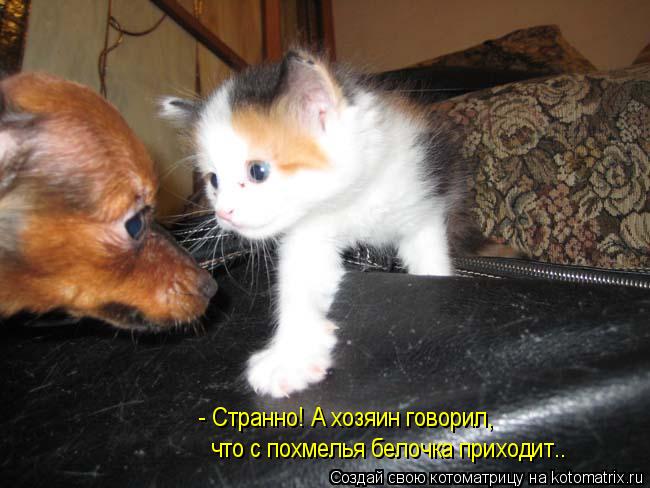 Котоматрица: - Странно! А хозяин говорил,  что с похмелья белочка приходит..