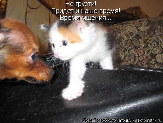 Котоматрица: Не грусти! Придет и наше время! Время мщения...