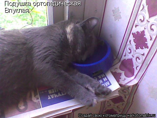 Котоматрица: Подушка ортопедическая Впуклая