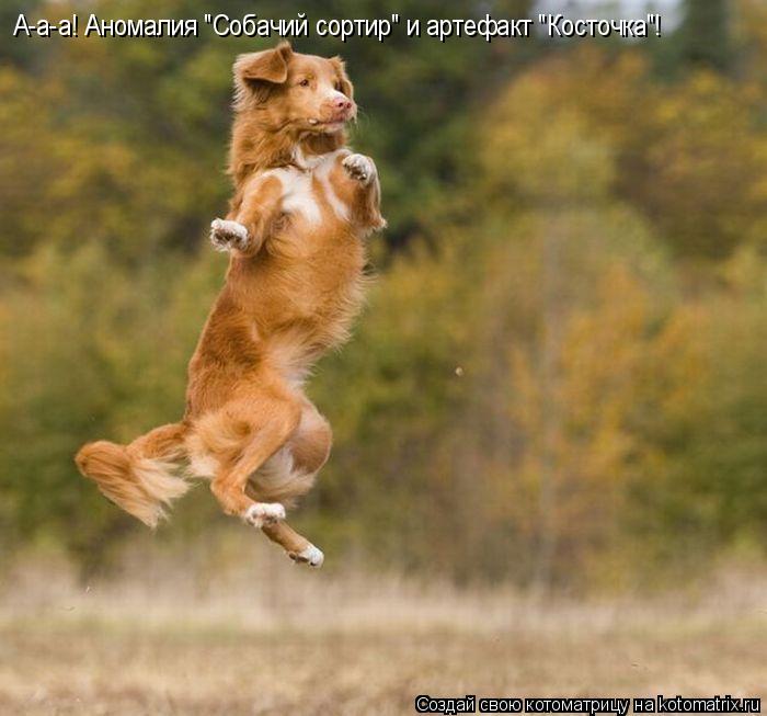 Котоматрица: А-а-а! Аномалия "Собачий сортир" и артефакт "Косточка"!
