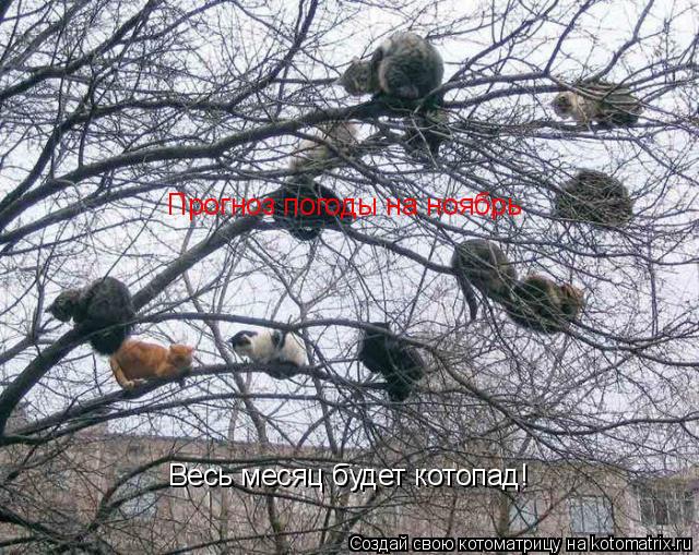Котоматрица: Прогноз погоды на ноябрь Весь месяц будет котопад!