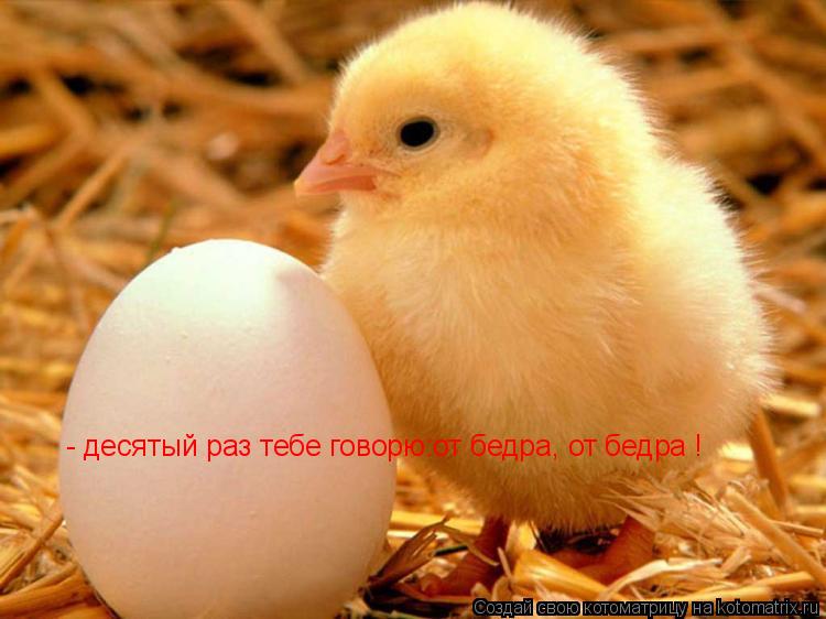 Котоматрица: - десятый раз тебе говорю:от бедра, от бедра !