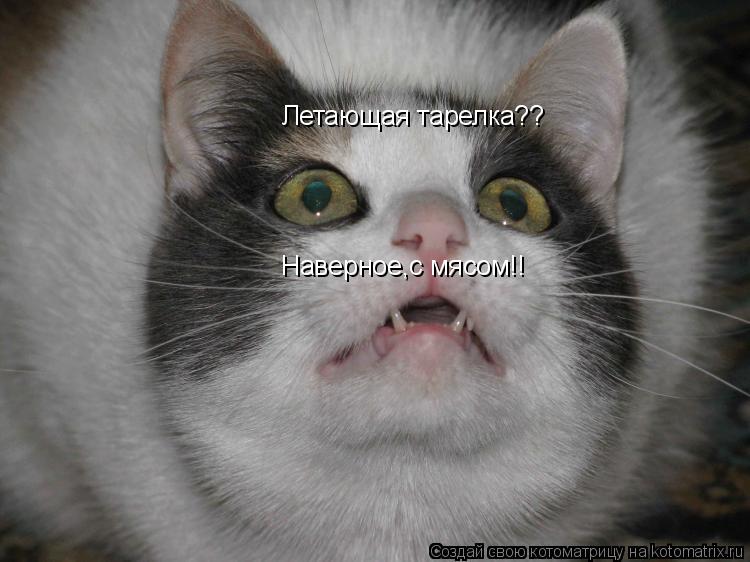 Котоматрица: Летающая тарелка?? Наверное,с мясом!!