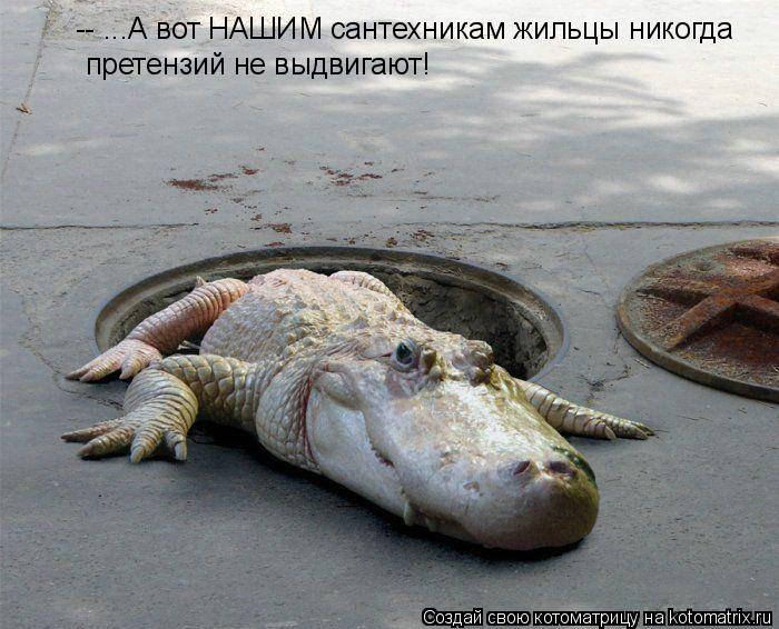 -- ...А вот НАШИМ сантехникам жильцы никогда претензий не выдвигают!... Котоматрица: -- ...А вот НАШИМ сантехникам жильцы никогда претензий не выдвигают!