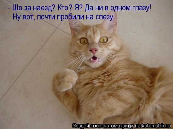 Котоматрица: - Шо за наезд? Кто? Я? Да ни в одном глазу! Ну вот, почти пробили на слезу.