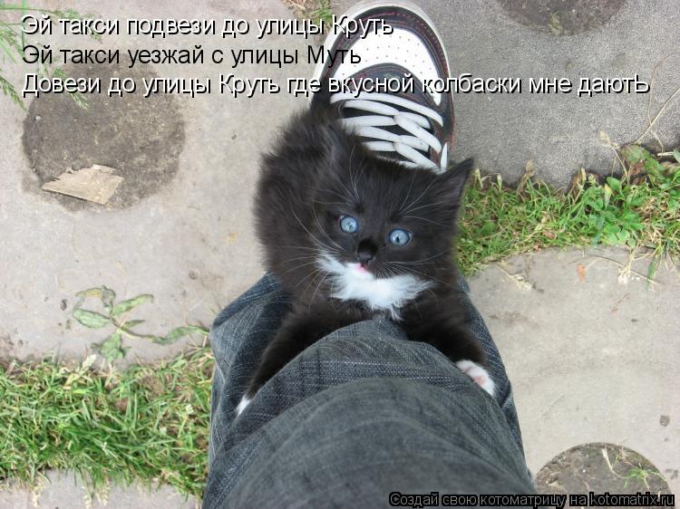 Котоматрица: Эй такси подвези до улицы Круть Эй такси уезжай с улицы Муть Довези до улицы Круть где вкусной колбаски мне даютЬ