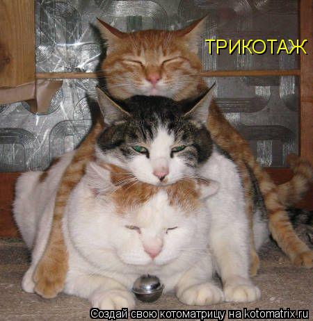 Котоматрица: ТРИКОТАЖ