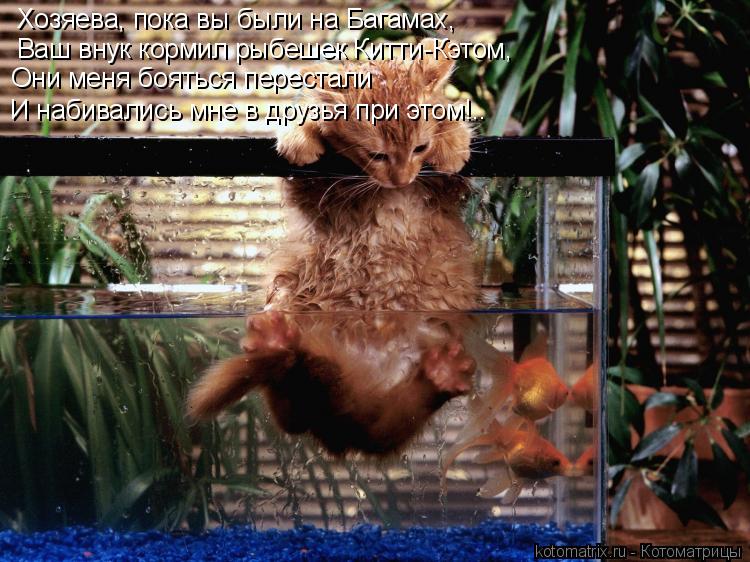 Котоматрица: Хозяева, пока вы были на Багамах, Ваш внук кормил рыбешек Китти-Кэтом, Они меня бояться перестали И набивались мне в друзья при этом!..