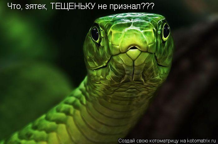 Котоматрица: Что, зятек, ТЕЩЕНЬКУ не признал???
